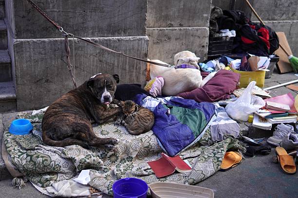 Homeless animals, a touching scene. A large stray dog ​​lies on a pile of dirty clothes and blankets on the sidewalk, a stray cat curled up between its paws.