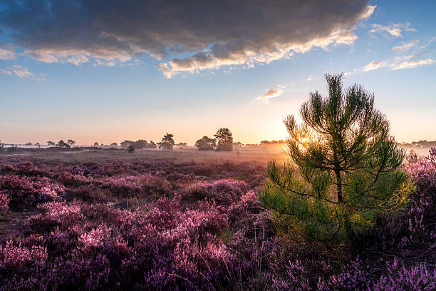 istock green pine in purple heather 2212238779