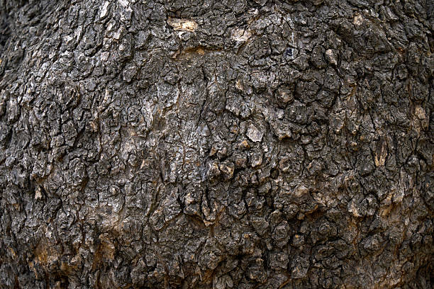 Free picture: full, tree, texture
