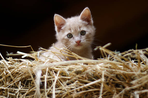 orange white tabby kitten