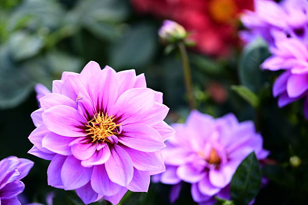 istock Purple Dahlia Blooming Gracefully Under Spring Sunlight 2212240611