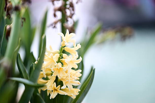 This intimate capture reveals the yellow hyacinth's detailed architecture. The play of light across its form emphasizes natural patterns within a calm, contemplative frame.