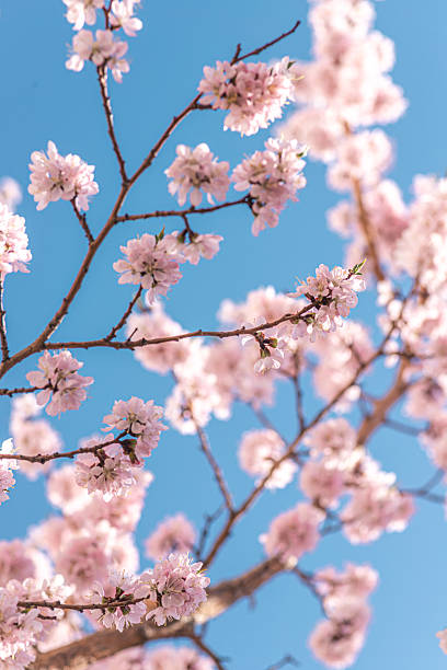 istock Blossoming branches of trees. Pink flowers 2212242625