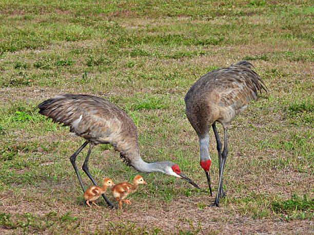 istock Sandhill Cranes (Grus Canadensis) - foraging with colts in a field 2212246894