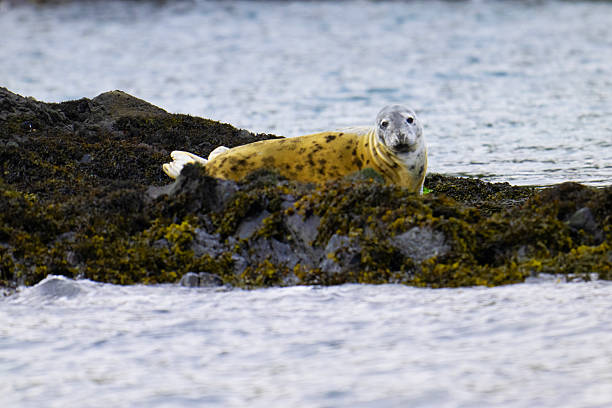 istock Grey Seal on Scarba Island, Argyl. 2212247121