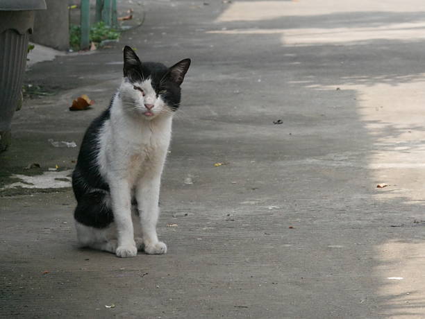 istock A black and white cat with a confused expression, clearly tired 2212248609