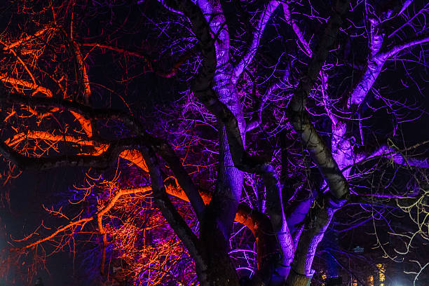 Striking image of trees illuminated in vibrant orange and purple hues during a light festival in bristol, england, creating a magical nighttime scene
