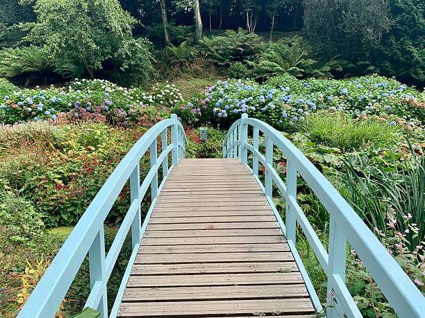 istock Ornamental wooden blue bridge with hydrangeas in the background 2212249077