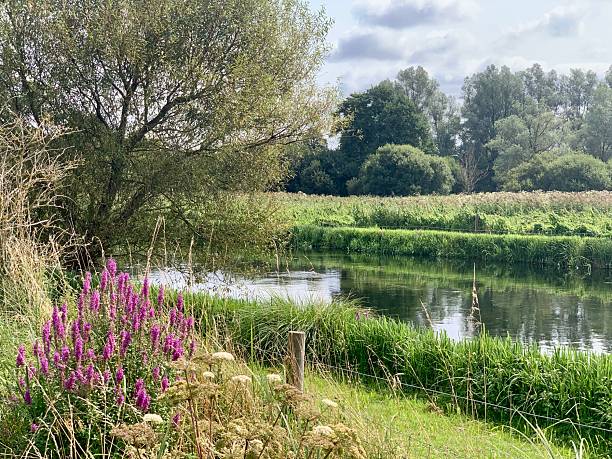 Wild English river with wildflowers