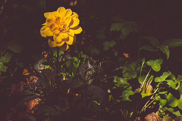 Autumn yellow daffodil flower among green leaves close up