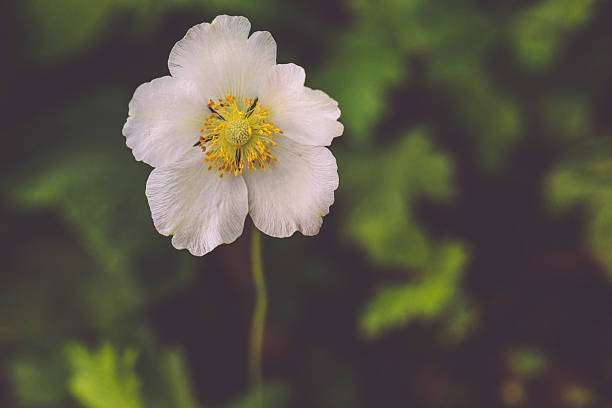 Texas spring wildflowers in full bloom during March - May filled public and private areas with multicolored sweet fragrant. A popular time to visit Texas to take in the scenery.