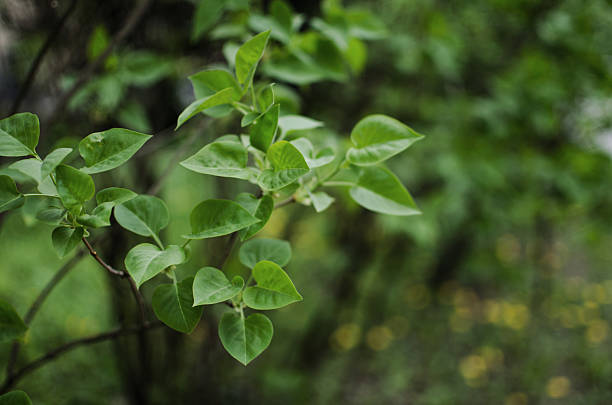 Abstraction growing green leaves on a light backgrod