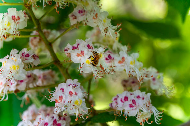 Bee on white flowers of horse chestnut in spring