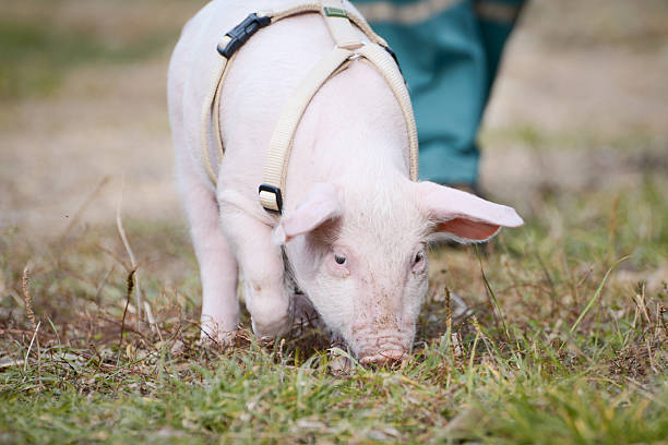 istock Little piglet on a walk with a red leash 2212252526