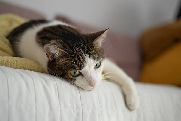 istock Beautiful short hair cat sleeping on the sofa at home. Selective focus. 2212252565