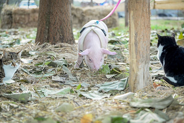 At the backyard of an animal shelter, a little pig walks for the first time with a yellow harness and red leash among cats and dogs and other domestic animals