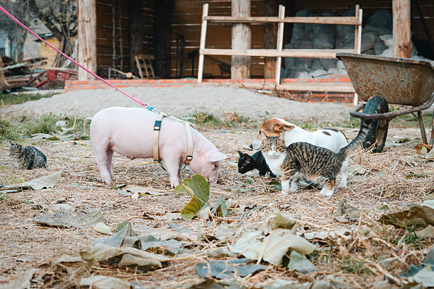 At the backyard of an animal shelter, a little pig walks for the first time with a yellow harness and red leash among cats and dogs and other domestic animals