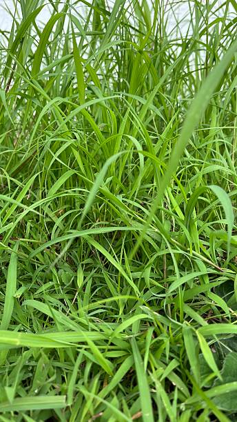 istock Fresh Green Grass Growing in Nature 2212253139