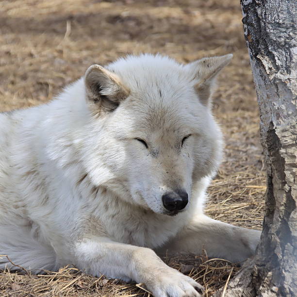 istock Cochrane and Sundry Alberta Scenery with wolves and wild horses. 2212253146