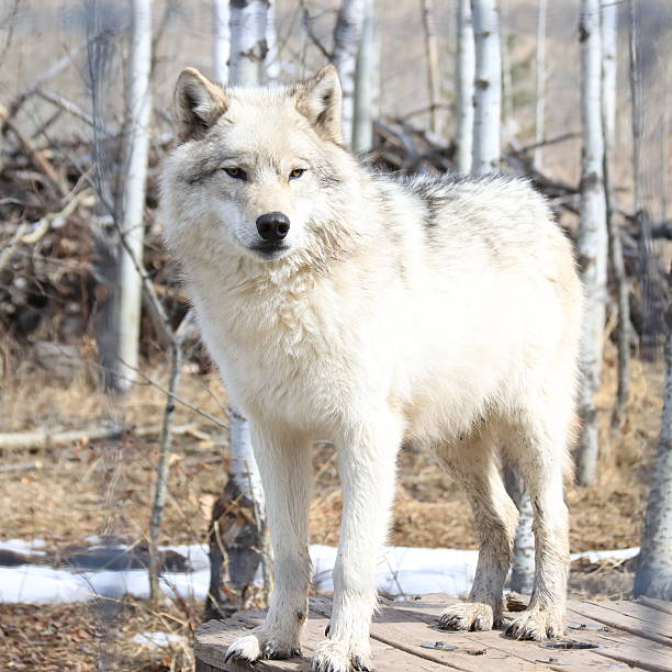 istock Cochrane and Sundry Alberta Scenery with wolves and wild horses. 2212253183