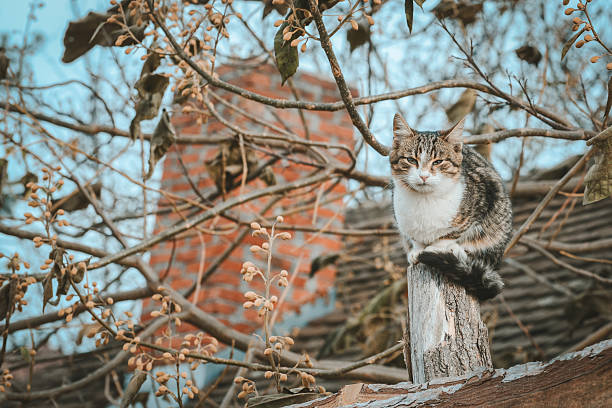 A beautiful colorful animal shelter cat is sitting on top of a wooden post and resting