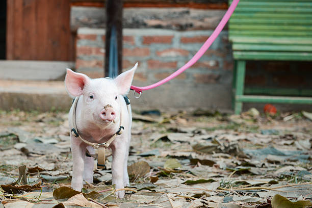 istock Little piglet on a walk with a red leash 2212253374