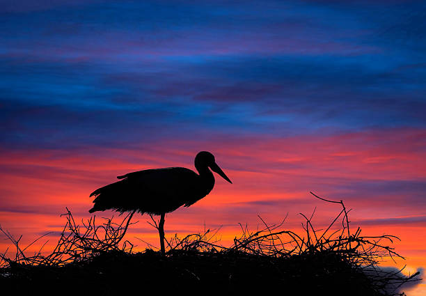 White stork silhouette with the sunset in the background. Portugal.