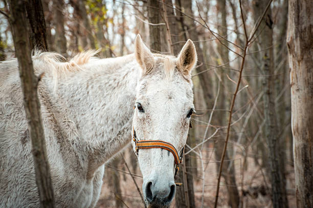 A close-up image of a white  horse from the horse sanctuary