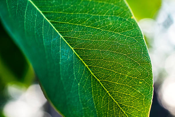 istock Green leaf with vein texture in the garden 2212257318