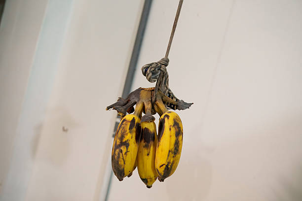 istock A bunch of ripe bananas hanging from a tied string 2212257457