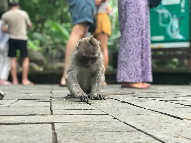 istock Wild macaques in Ubud Monkey Forest, Bali, Indonesia 2212257789