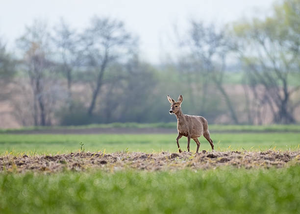 Roe deer buck in a field in Gosforth Park Nature Reserve.