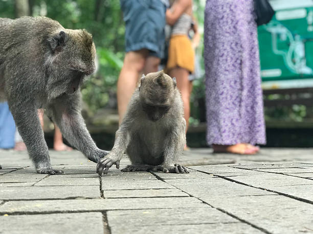 istock Wild macaques in Ubud Monkey Forest, Bali, Indonesia 2212258156
