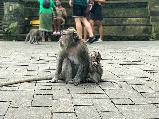 istock Wild macaques in Ubud Monkey Forest, Bali, Indonesia 2212258160