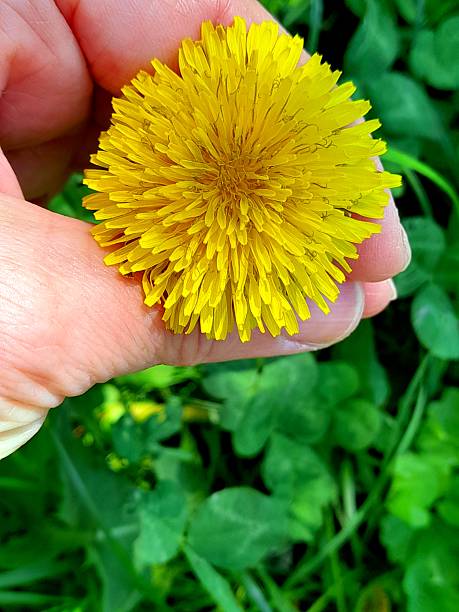 istock One yellow dandelion flower in hand close up. 2212258355