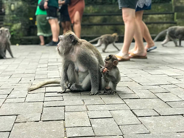 istock Wild macaques in Ubud Monkey Forest, Bali, Indonesia 2212258407