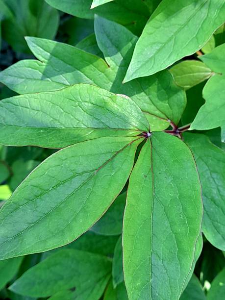 istock Leaves of peony flower. 2212258420