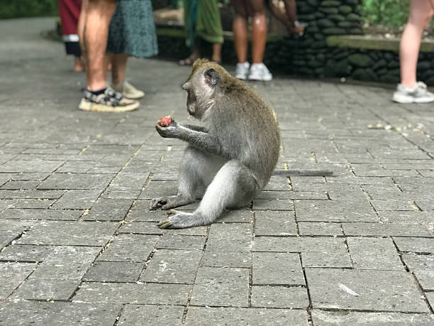 istock Wild macaques in Ubud Monkey Forest, Bali, Indonesia 2212258486