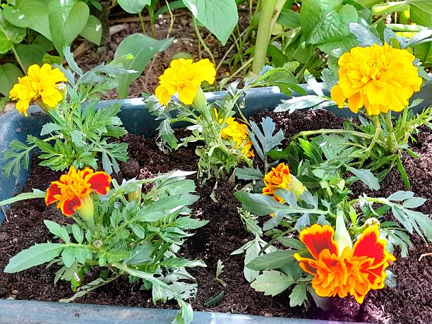 istock Marigold flowers in flower pot. 2212258563