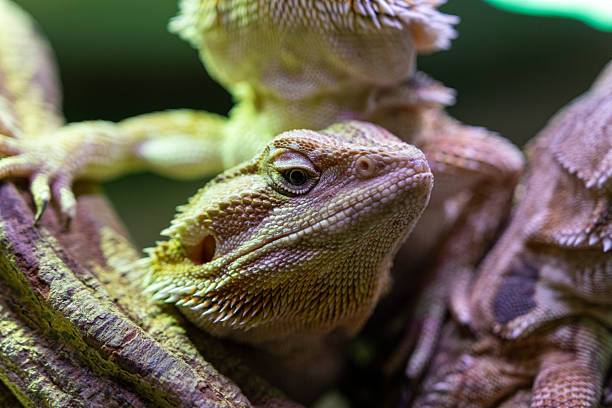 istock Close up of a bearded dragon on a tree branch. 2212258624