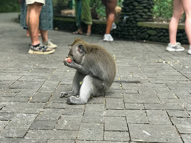 istock Wild macaques in Ubud Monkey Forest, Bali, Indonesia 2212258663