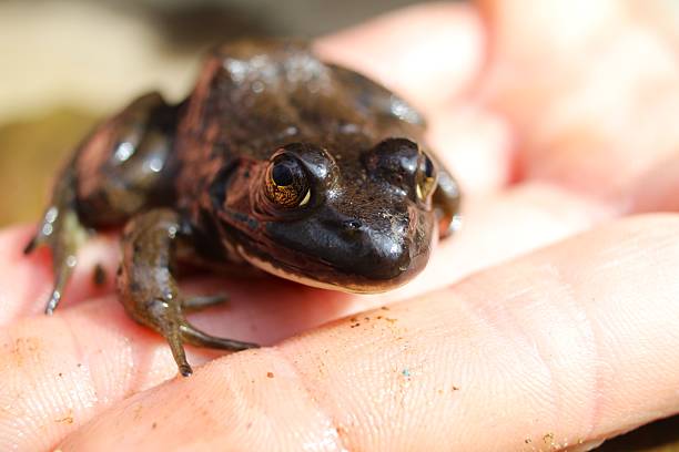 Close up of Frog on hand