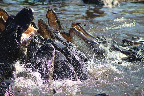 istock Alligator Frenzy 2212259163