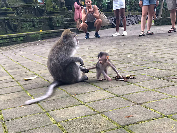 istock Wild macaques in Ubud Monkey Forest, Bali, Indonesia 2212261141