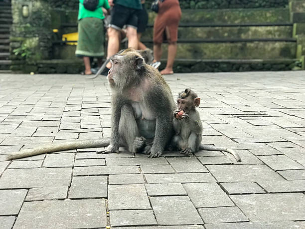 istock Wild macaques in Ubud Monkey Forest, Bali, Indonesia 2212262199