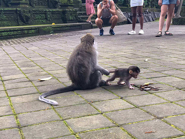 istock Wild macaques in Ubud Monkey Forest, Bali, Indonesia 2212262413