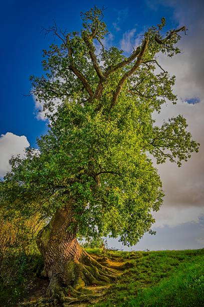 istock Beautiful big old tree. Concept for nature and environment. HDR image of green leafy tree. 2212262966