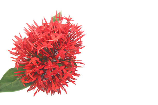 istock Tropical Needle Flower and Green Leaves for Eco Friendly Designs. 2212264904