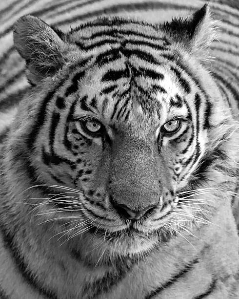 istock Tiger wore in black and white 2212264992
