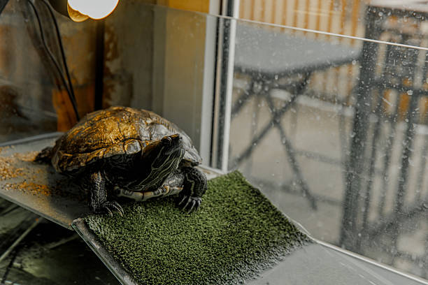 istock A domestic turtle crawls in an aquarium 2212265384
